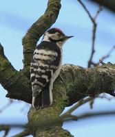 Lesser-spotted Woodpecker   Dendrocopos minor