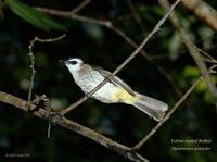 Yellow-vented Bulbul