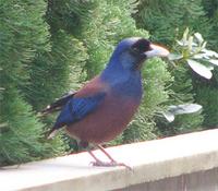 Lidth's Jay