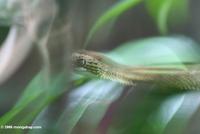 Green bush viper (Atheris species) in Kibale Forest