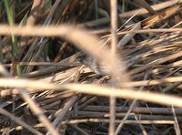 Bruant masqué (Emberiza spodocephala)