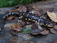 : Ambystoma californiense; California Tiger Salamander