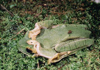 : Boophis albilabris; Eastern White Lipped Treefrog