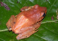 : Platymantis vitiensis; Fiji Tree Frog