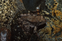 : Rana boylii; Foothill Yellow-legged Frog