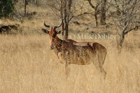 : Alcelaphus buselaphus; Hartebeest