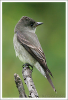 : Contopus sordidulus; Western Wood-pewee