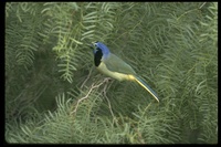 : Cyanocorax yncas; Green Jay