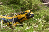 : Salamandra salamandra terrestris; Fire Salamander