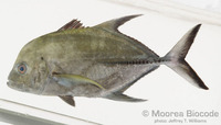 : Caranx lugubris