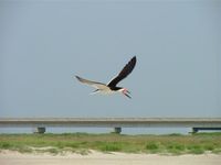 : Rhynchops niger; Black Skimmer