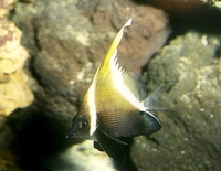 : Heniochus varius; Humphead Bannerfish
