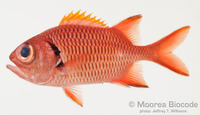: Myripristis woodsi