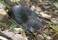 : Chrysochloris asiatica; Cape Golden Mole