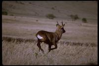 : Redunca fulvorufula; Moutain Reedbuck