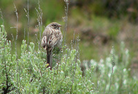 : Spizella breweri; Brewer's Sparrow