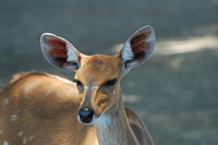 : Tragelaphus scriptus roualeyni; Limpopo Bushbuck