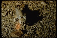 : Vulpes macrotis; Kit Fox