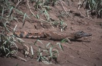 : Caiman niger; Black Caiman