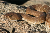 : Crotalus ruber; Red Diamond Rattlesnake