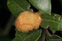 : Heteroecus dasydactyli; Woolly Gall Wasp;