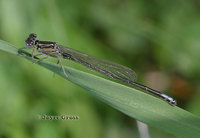 : Ischnura verticalis; Eastern Forktail