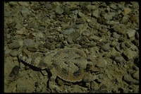 : Phrynosoma platyrhinos; Desert Horned Lizard