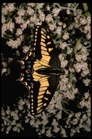 : Papilio zelicaon; Anise Swallowtail butterfly
