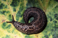 : Limax maximus; Giant Gardenslug