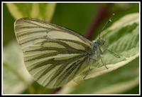 : Pieris napi