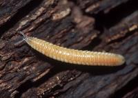 : Stenozonium leonardi; Millipede