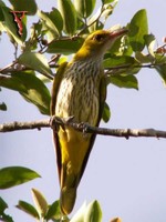 Black-naped Oriole(Oriolus chinensis)