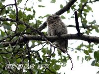 Athene noctua Little Owl 縱紋腹小鴞 023-049