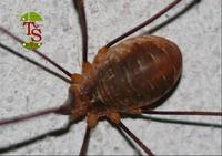 Opilio canestrinii