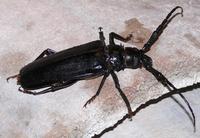 Derobrachus geminatus - Palo Verde Borer