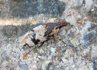 Bothynoderes affinis