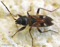 Raglius alboacuminatus