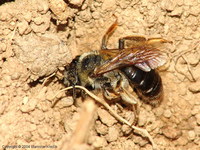 Andrena chrysosceles