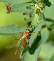 Ophion luteus