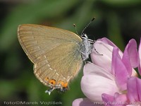 Satyrium acaciae - Sloe Hairstreak