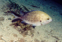 Chromis chromis, Damselfish: fisheries, gamefish
