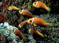Amphiprion nigripes, Maldive anemonefish: aquarium