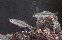 Rasbora cephalotaenia, :