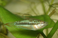 Trichopsis pumila, Pygmy gourami: aquarium