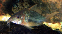 Brochis splendens, Emerald catfish: aquarium