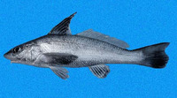 Menticirrhus nasus, Highfin king croaker: fisheries