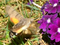 Macroglossum stellatarum - Humming-bird Hawk-moth