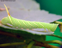 Smerinthus ocellata - Eyed Hawk-moth