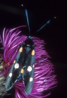 Zygaena ephialtes - Variable Burnet