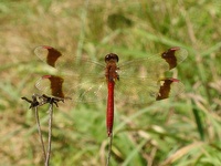 Sympetrum pedemontanum